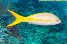 yellowtail snapper